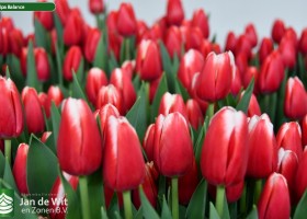 Tulipa Balance (2)